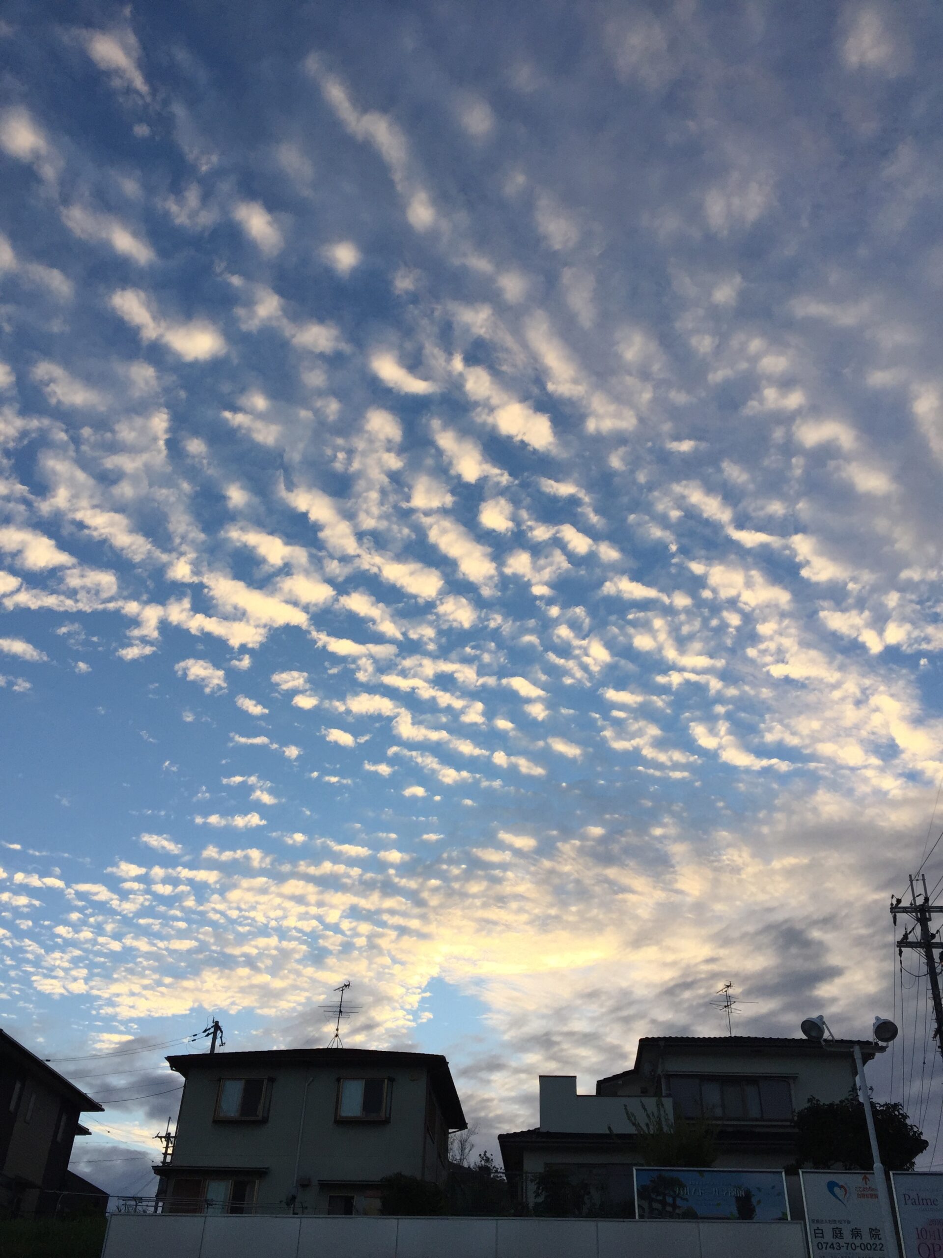 scaly cloud